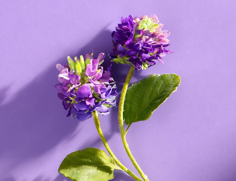 Bakuchiol vs. Retinol: Which is Better? - Auraveda